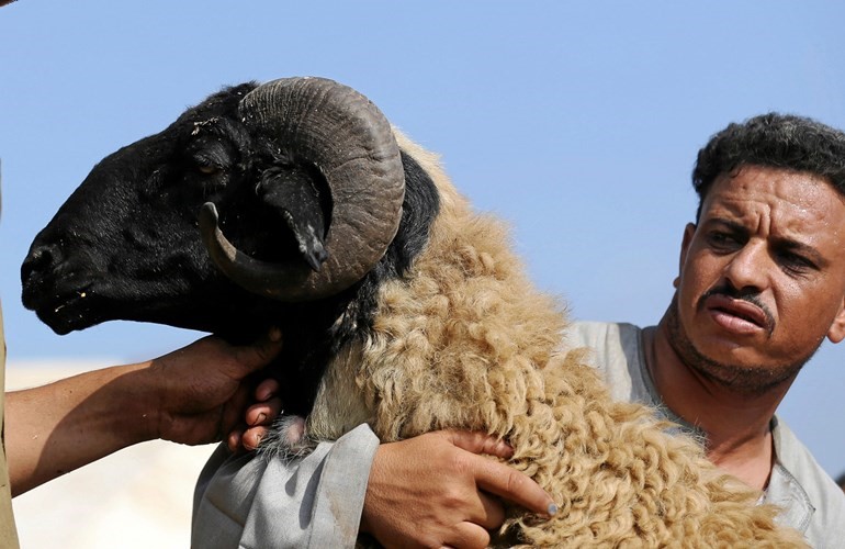 ضخ ألف رأس من الأغنام  يومياً
