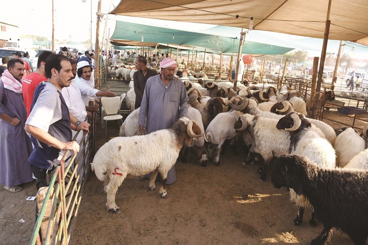 الاضاحي في انتظار المشترين﻿