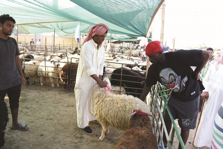 سوق الغنم شهد زيادة في المعروض والاسعار 	احمد علي ﻿