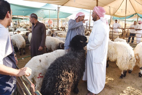 انتقاء الاضحية ومساومة حول السعر	 احمد علي