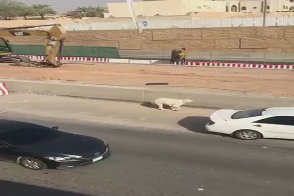 بالفيديو.. كيف كاد خروف عيد أن يتسبب في كارثة على طريق سريع بالرياض؟