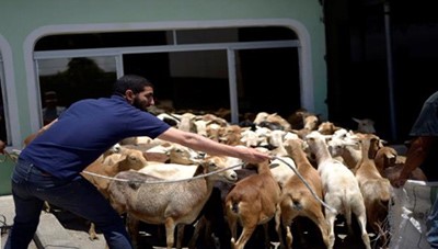 غواتيمالا