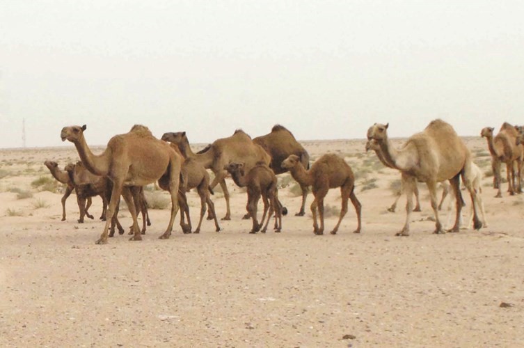 مسوحات لـ «الإبل» للكشف عن «كورونا»
