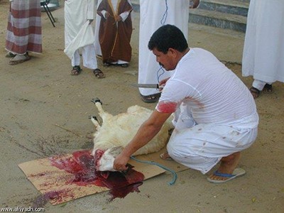 طفل يصاب بالإغماء بعد مشاهدته عملية ذبح الأضاحي بمسلخ بالطائف