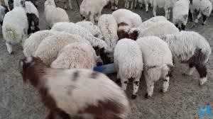 شابان سعوديان يطوران تطبيقاً لبيع وتوزيع المواشي إلكترونياً