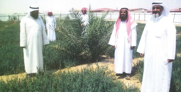 الجت البرسيم يملا مزرعة البحيري في الوفرة
﻿