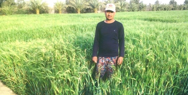 دعم الشعير ضروري لتنمية الثروة الحيوانية في الكويت
﻿