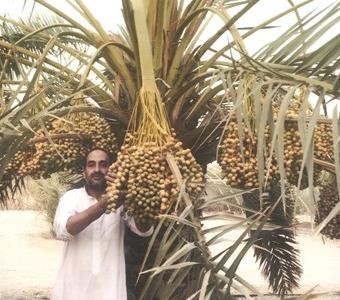الكويت شهيرة بانتاج البرحي
﻿