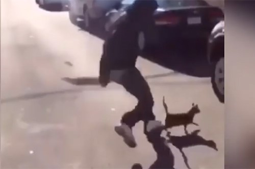 بالفيديو.. شابان يلعبان بالقطط كرة قدم