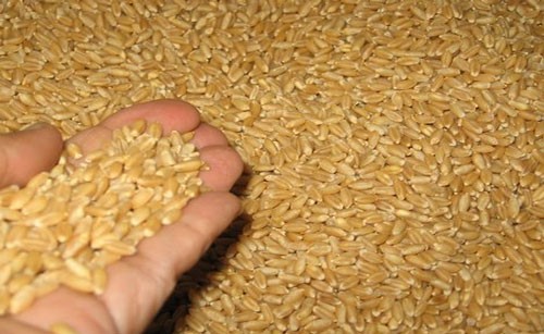 إلغاء خلو القمح من الإرجوت والعودة مجدداً للنسبة الدولية البالغة 0.05%