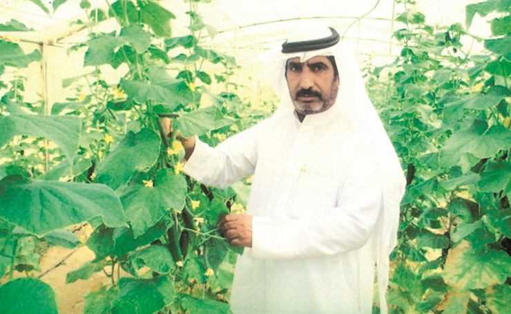 الخيار المحصول النقدي للمزارعين﻿
