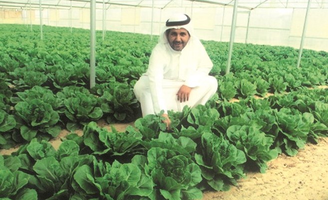 الخس في مزرعة المطيري بالوفرة ﻿