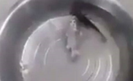 بالفيديو .. سمكة تعود للحياة بعد تجميدها