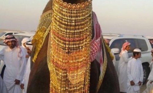 بالفيديو.. سعودي يزين ناقته بحلي من الذهب وسط الكثير من الاستنكار