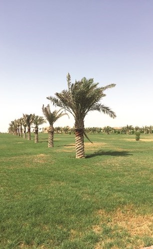 زيادة المساحات الخضراء في القرية﻿