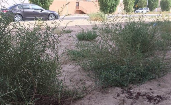 بالصور.. في هذا الموقع تم ذبح طفلة سعودية على يد زوجة أبيها.. وشاهد عيان يروي التفاصيل