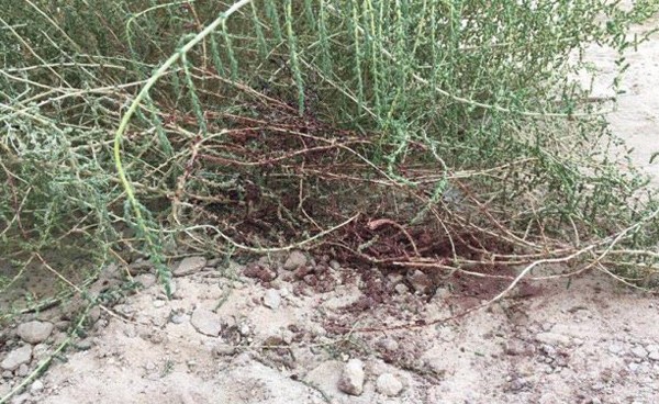 بالصور.. في هذا الموقع تم ذبح طفلة سعودية على يد زوجة أبيها.. وشاهد عيان يروي التفاصيل