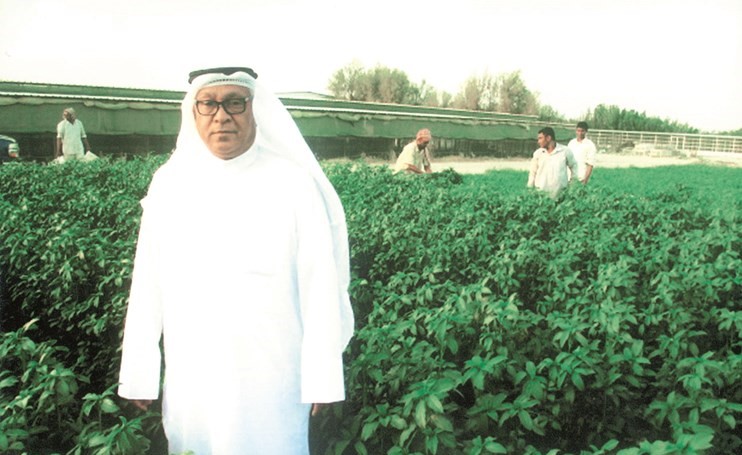 اكتفاء ذاتي من الملوخية في الكويت ﻿