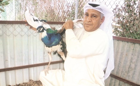 الصيرفي يربي الطواويس في العبدلي ﻿