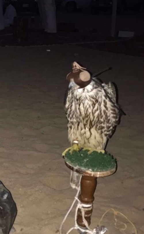 سعودي يصطاد صقراً ويبيعه بـ280 ألف ريال في محافظة الليث