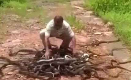 فيديو مروع..حارس حديقة يطلق مئات الأفاعي في البرية