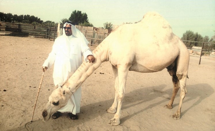 الجمل جمال والناقة اناقة ﻿