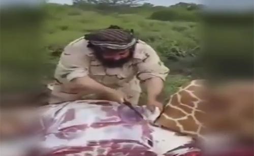 بالفيديو.. شاب سعودي: لحم الضباع يفجر الطاقة الجنسية!.. ويذبح زرافة لضيوفه