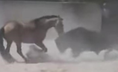 بالفيديو.. مواجهة شرسة بين حصان وثور هائج.. من ينتصر؟