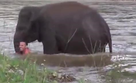 فيديو لا يصدق.. فيل يهرع لإنقاذ مدربه من الغرق