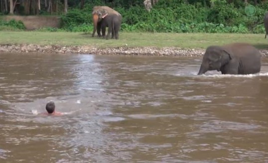 بالفيديو - هكذا أنقذت الفيلة حياة صاحبها!