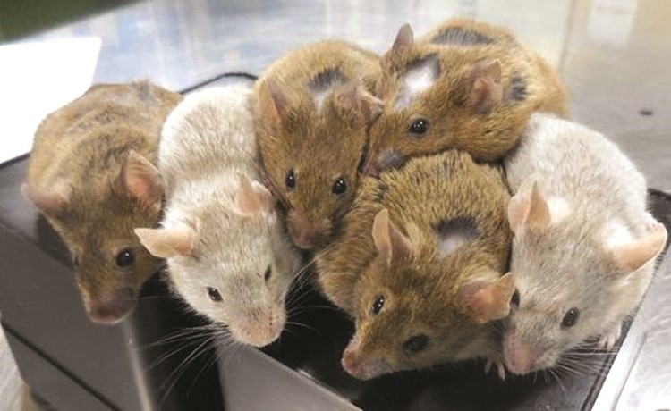 فئران من خلايا جلدية وليس من بويضات﻿