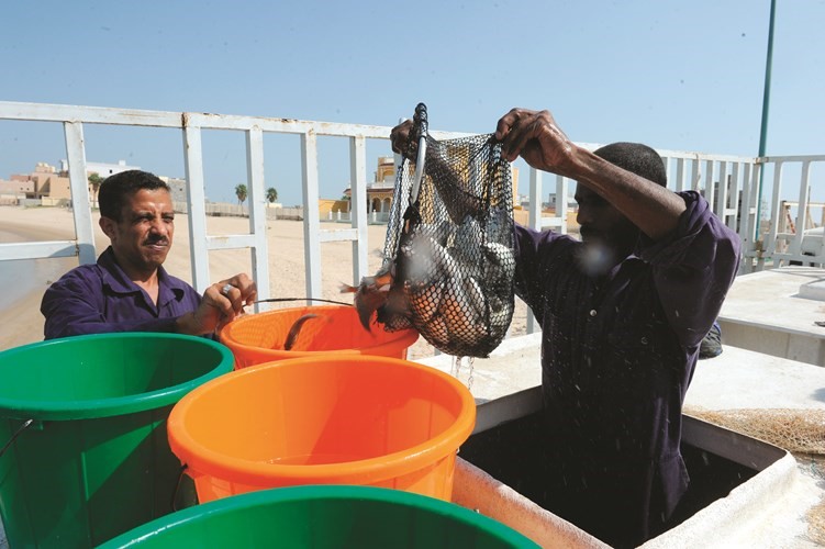 تجهيز الاسماك قبل اطلاقها﻿