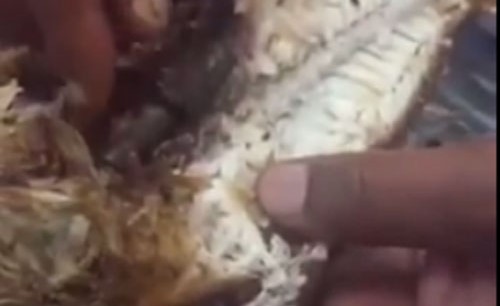 فيديو صادم.. شاهد ماذا وجد هذا الرجل السعودي داخل سمكة!
