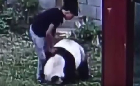 بالفيديو.. صيني يتسلل إلى قفص دب في حديقة حيوان ويصارعه