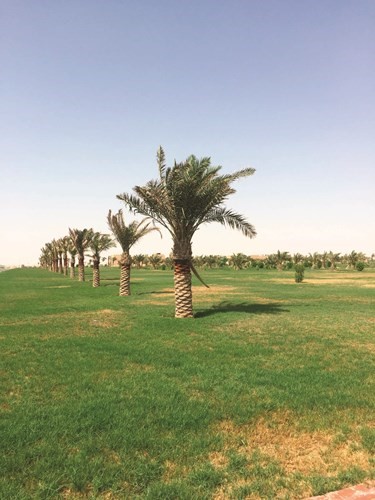 مساحات شاسعة من المسطحات الخضراء الجميلة ﻿