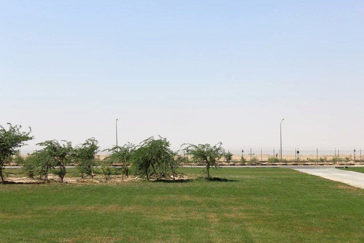 بساط اخضر ﻿