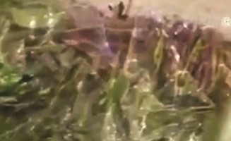 القات الذي اخفتة الاثيوبية في امتعتها﻿