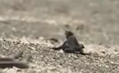 بالفيديو.. أفاعي تنصب كميناً محكماً لسحلية .. شاهد ماذا حدث؟!