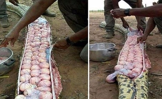 شاهد كمية مهولة من البيض داخل أفعى ضخمة
