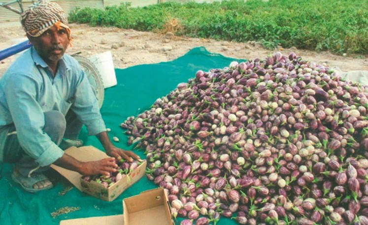 الباذنجان الصغير في مزرعة الصفران ﻿