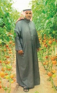 الطماطم الفاخرة لدى المزارع محمد علي المطيري ﻿