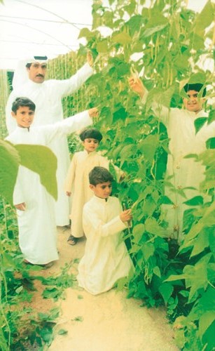 الفاصوليا الصفراء لدى المزارع عيد ساري﻿