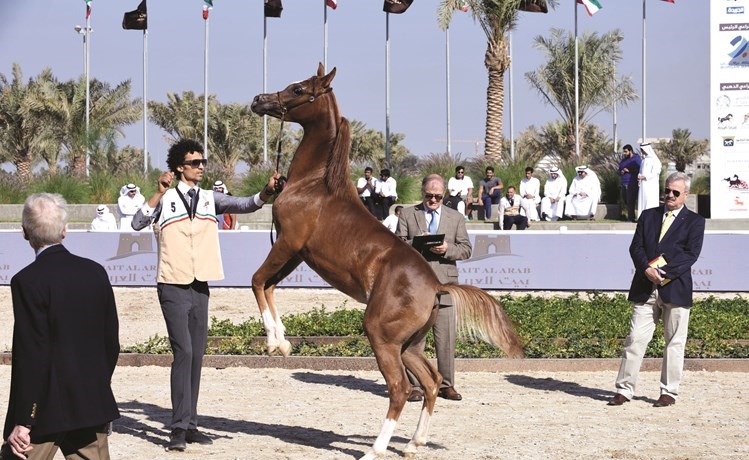 انطلاقة مميزة لمهرجان الجواد العربي