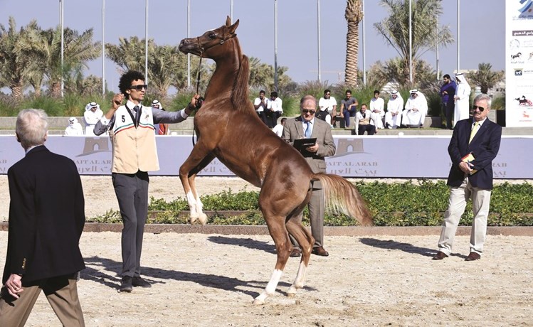 انطلاقة مميزة لمهرجان الجواد العربي