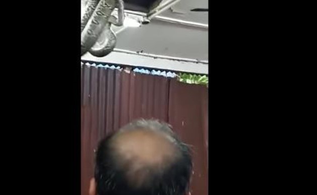 بالفيديو.. افعي عملاقة ترعب زبائن أحد المطاعم