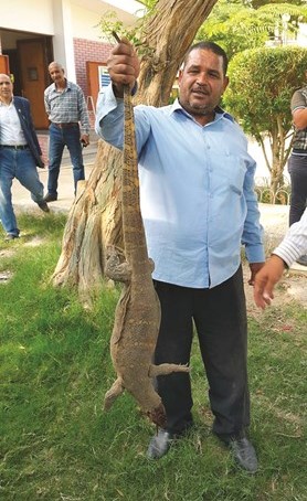 أحد العاملين بجامعة أسيوط يحمل الورل بعد قتله﻿