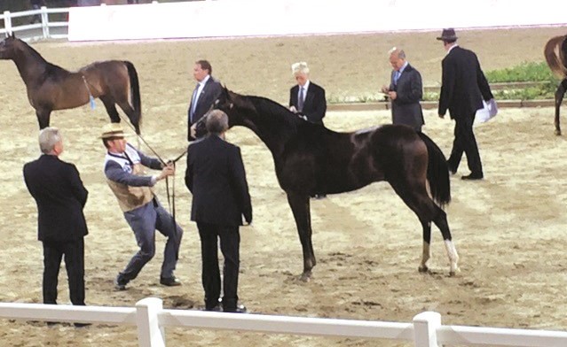 عروض مميزة لجمال الخيل في بيت العرب ﻿