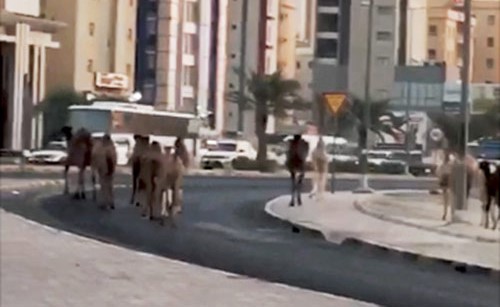 الجمال تسير بحرية في شوارع محافظة الاحمدي