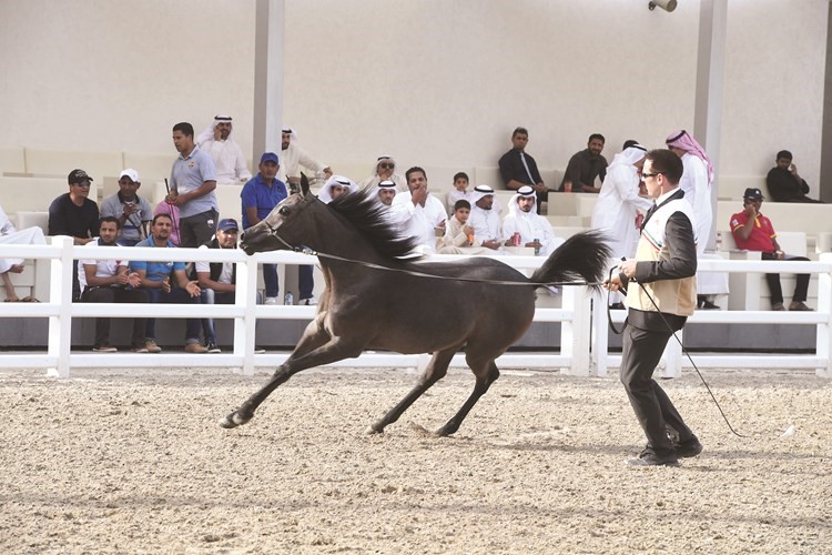 جانب من استعراض احد الخيول المشاركة ﻿