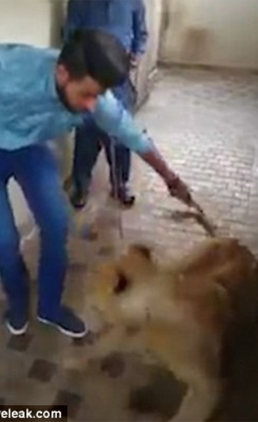 بالفيديو.. لبؤة شرسة تهاجم شخصاً لامسها